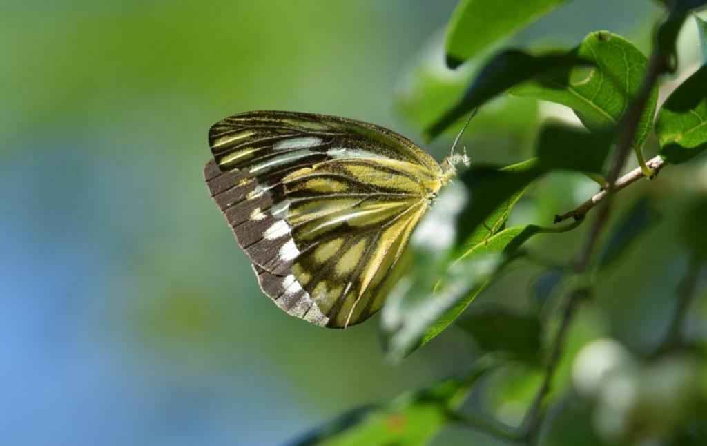 Lavish Eco Jungle Hotel Tissamaharama Bagian luar foto